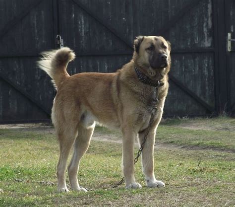 afghan kuchi dog breed.